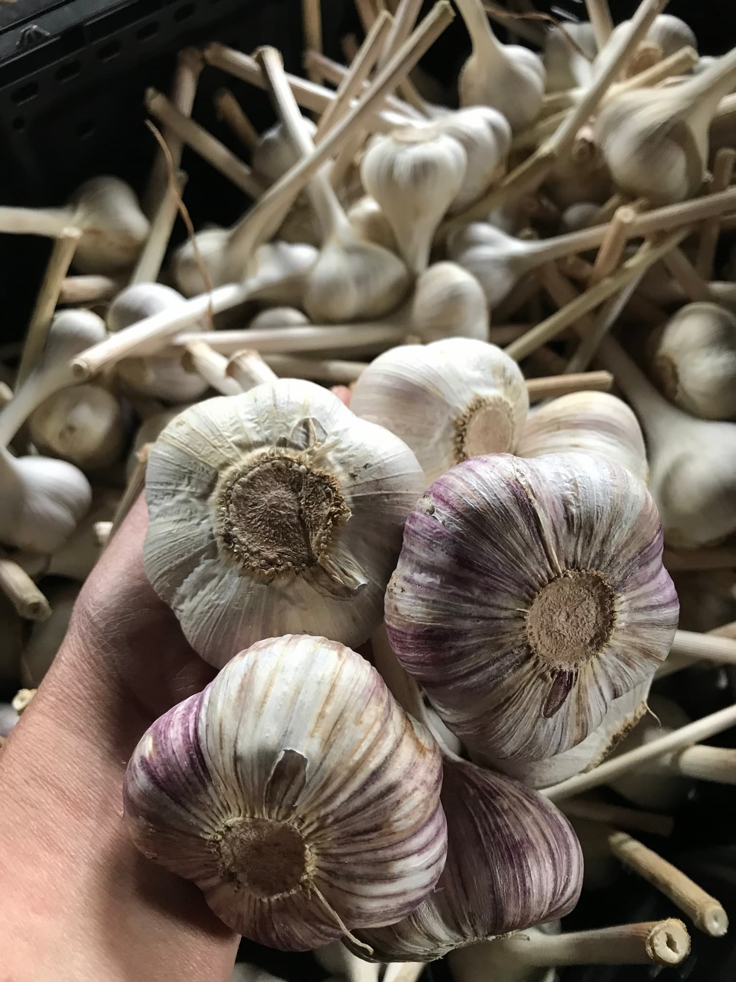 Ail-du-quebec-sec-bulbes