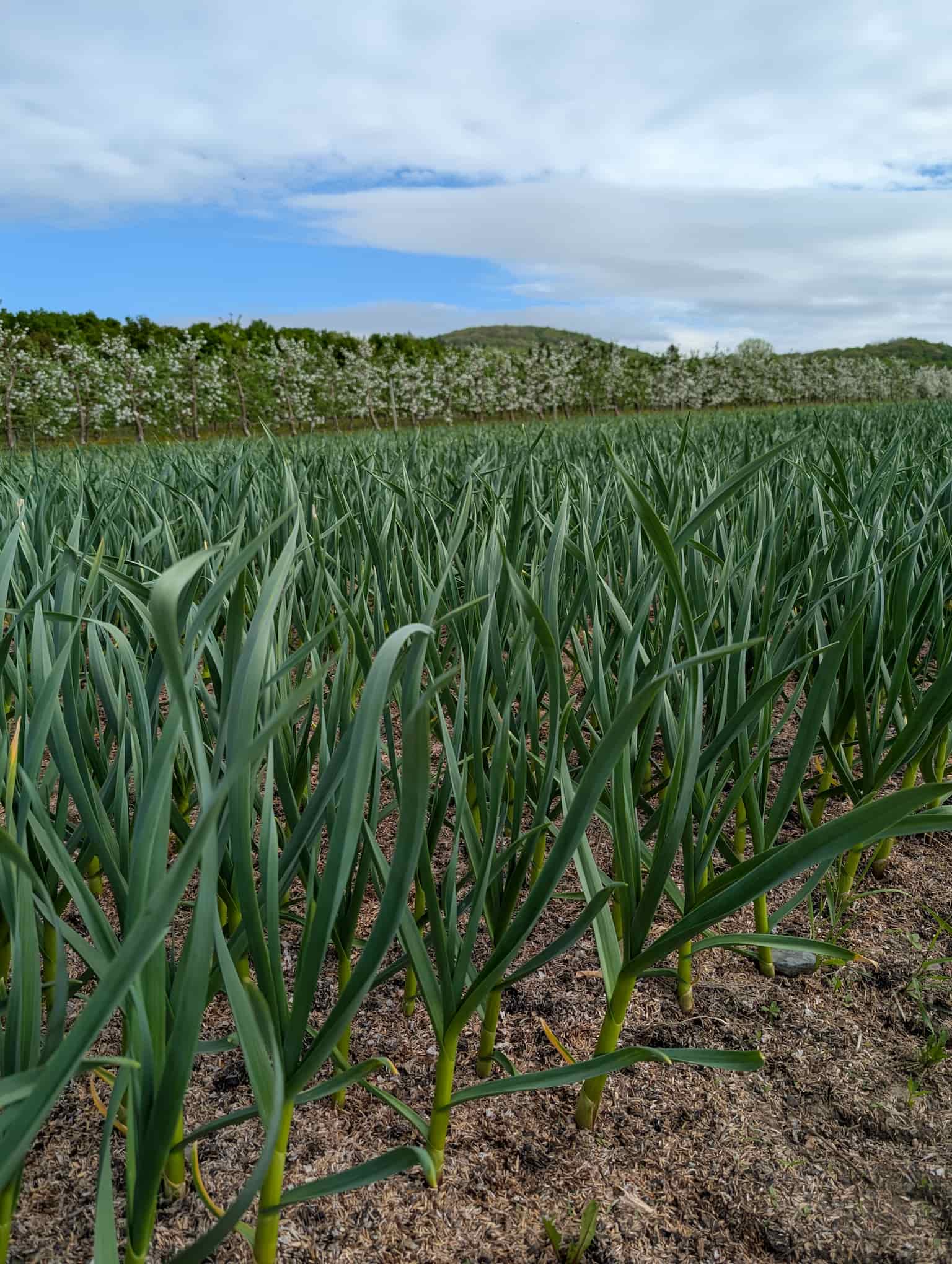 Champ-ail-du-quebec-croissance-