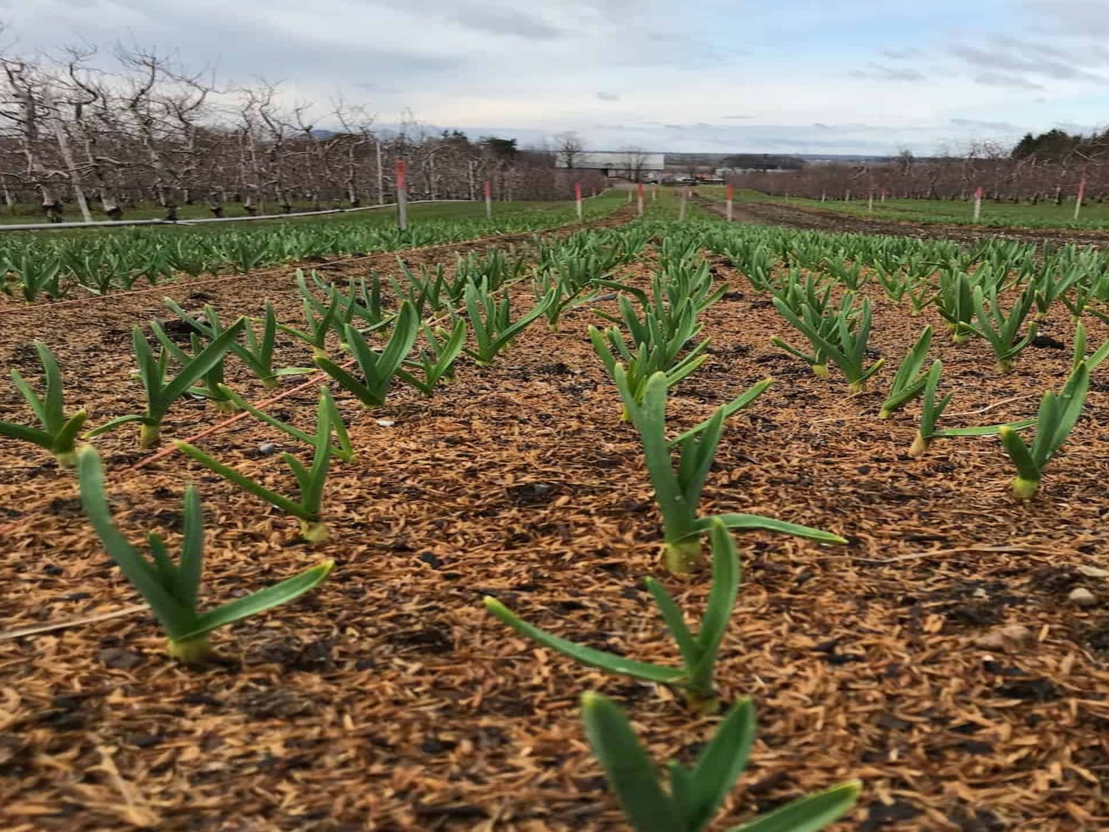 Croissance-ail-du-quebec-16-04-champ