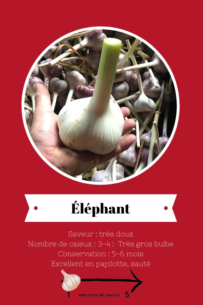 Ail-du-quebec-variete-elephant