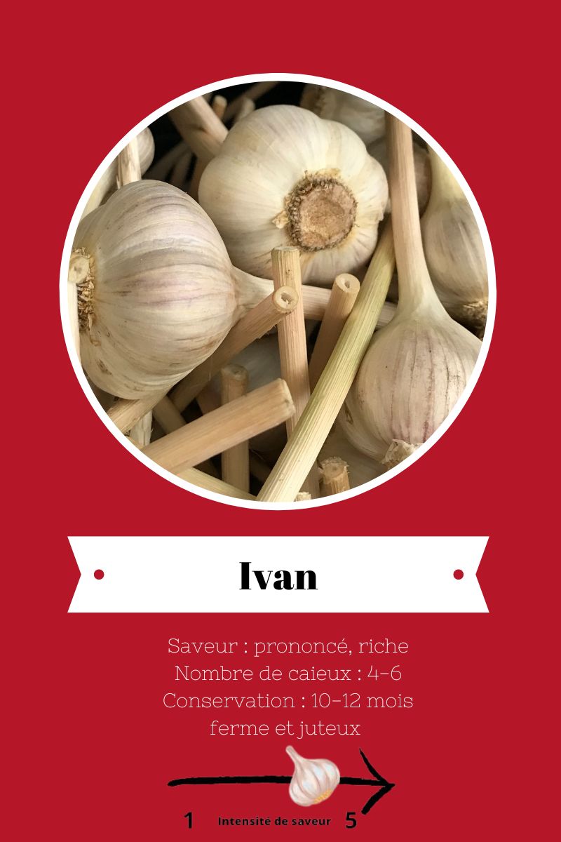 ail-du-quebec-variete-Ivan