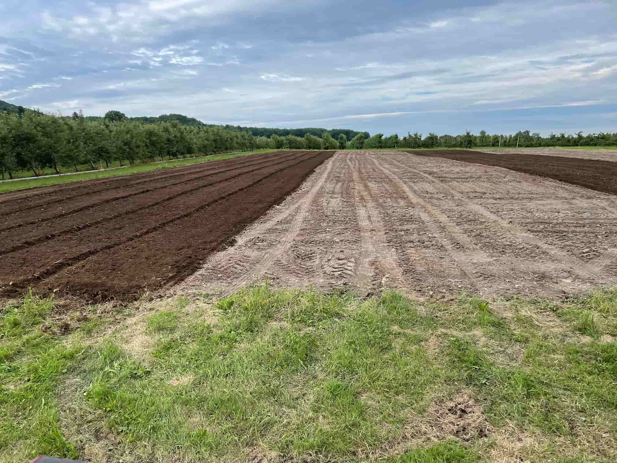 Plantation-preparation-terrain-ail-du-quebec