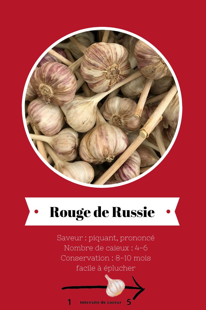 Ail-Du-Quebec-variété-rouge-de-russie
