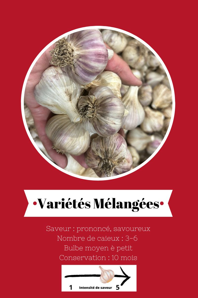 ail-du-quebec-variétés-mélangée