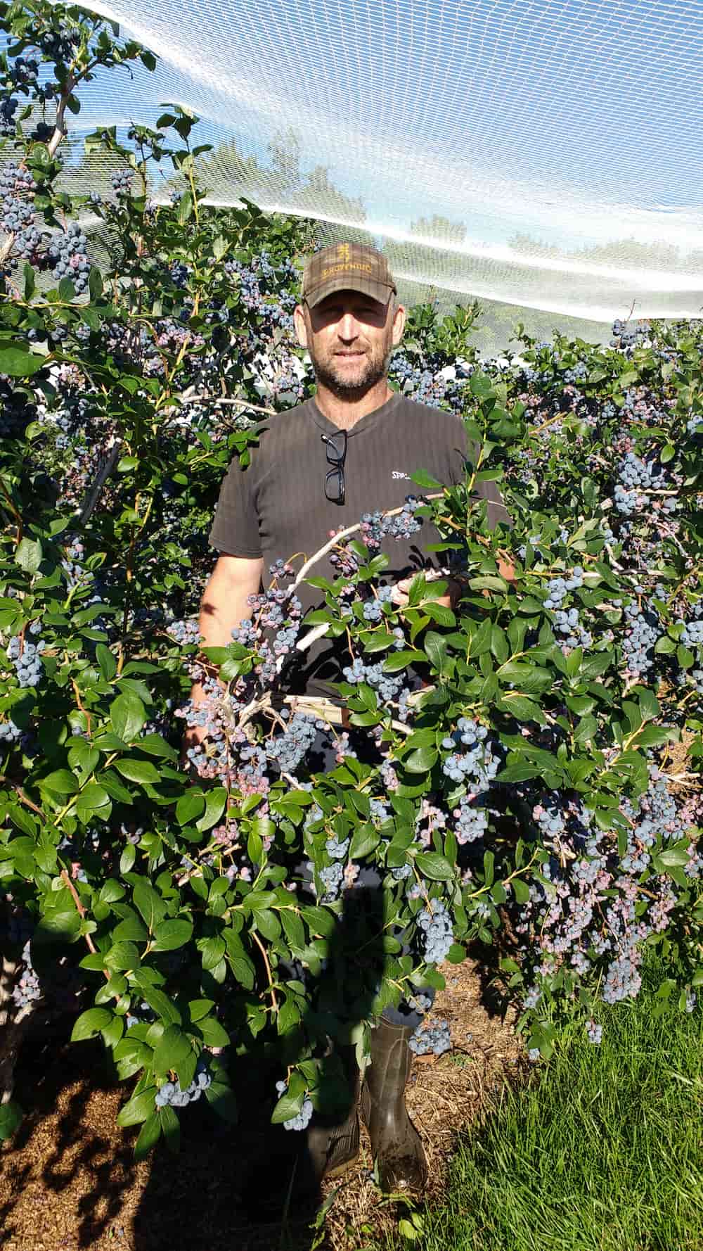 autocueillette-bleuetiere-gadbois-Rougemont