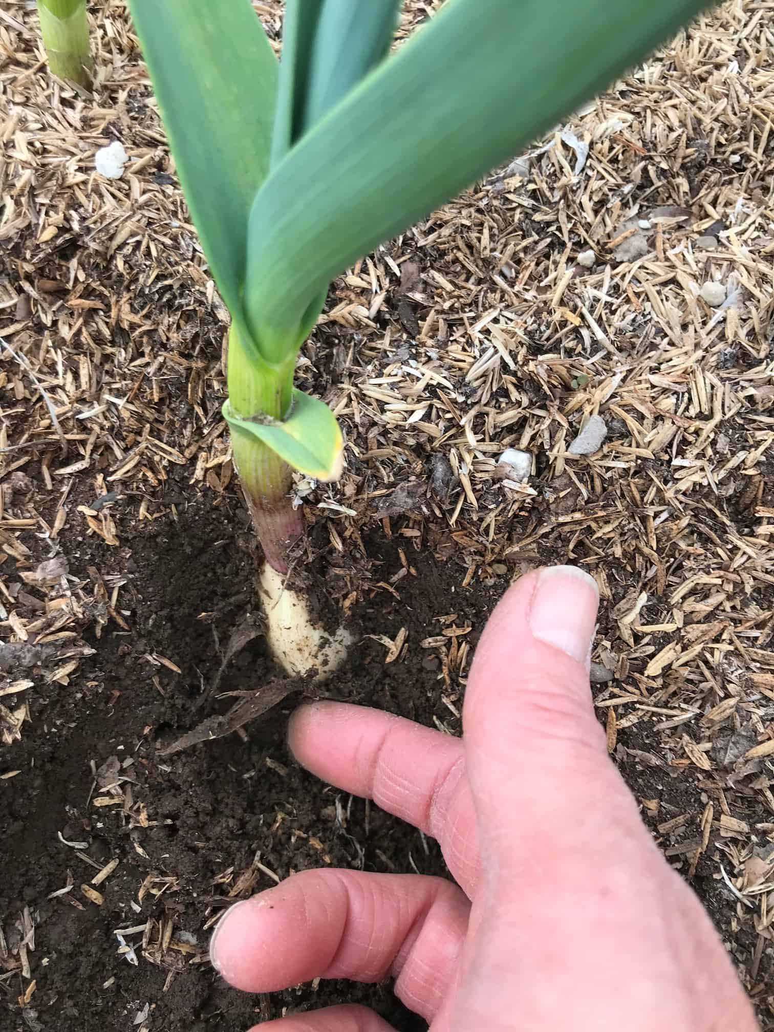 croissance-ail-du-quebec-sol-3-05