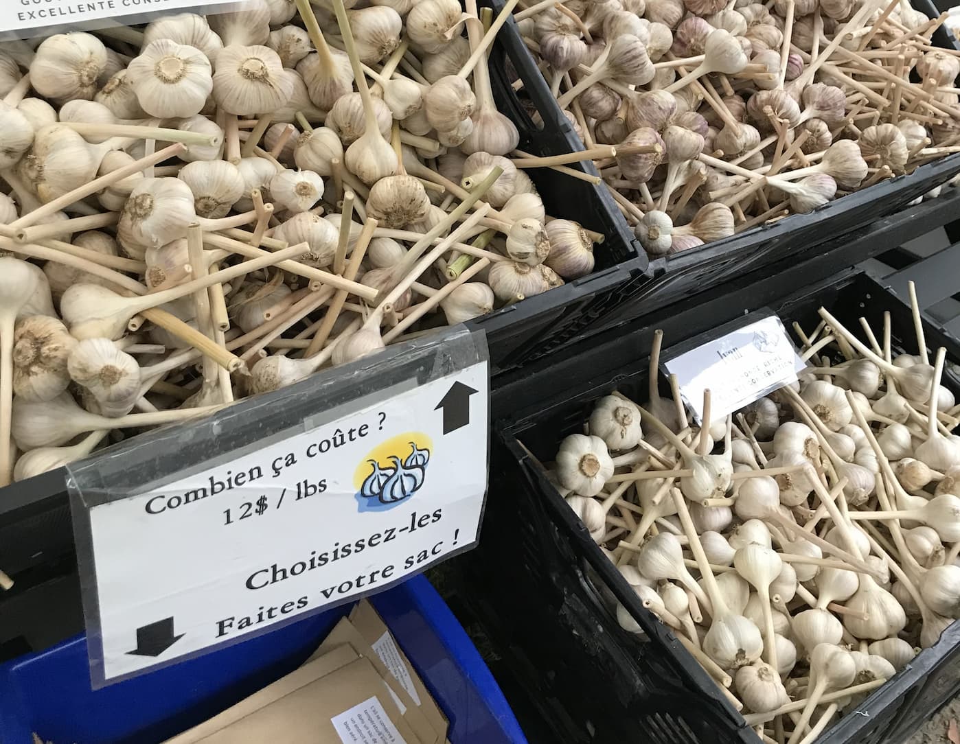 etalage-ail-du-quebec