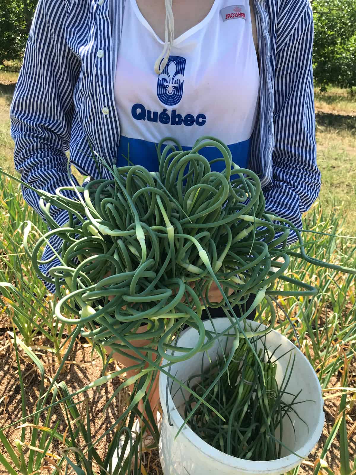 leur-ail-du-quebec-gadbois