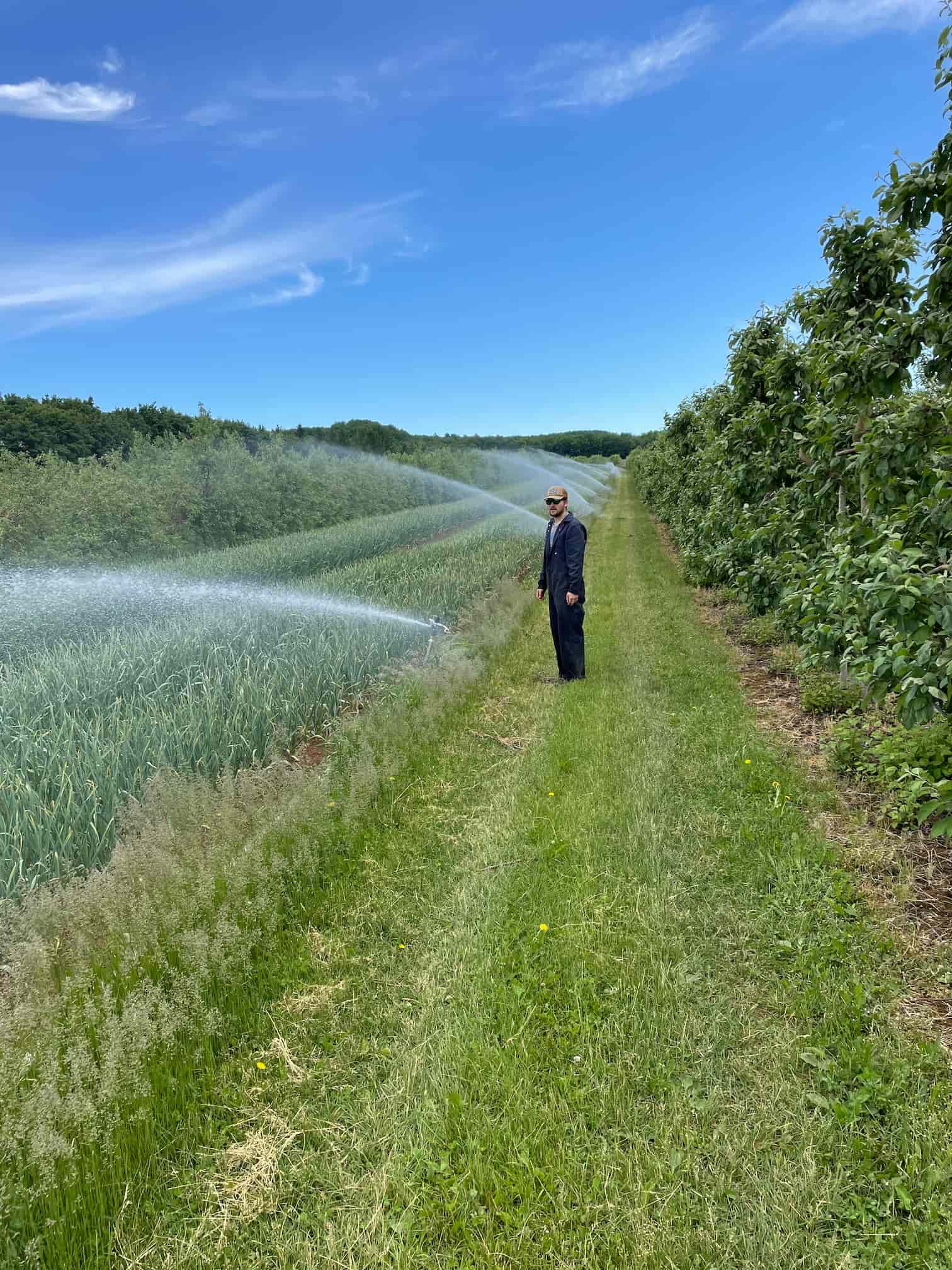 irrigation-ail-du-quebec