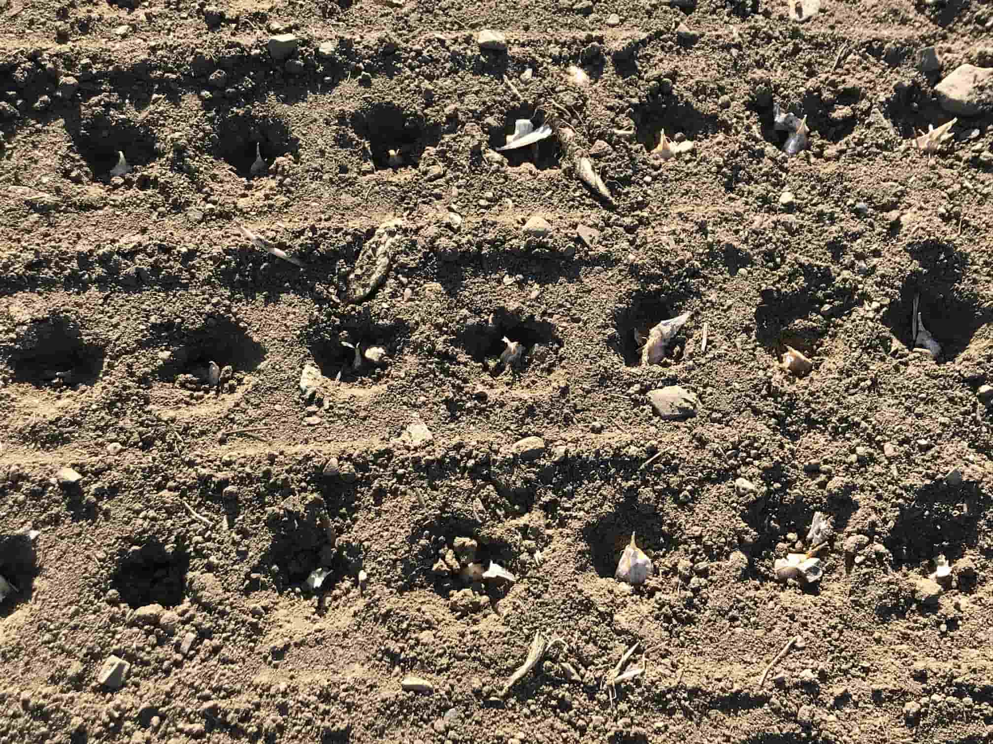 plantation-ail-caieu-trou