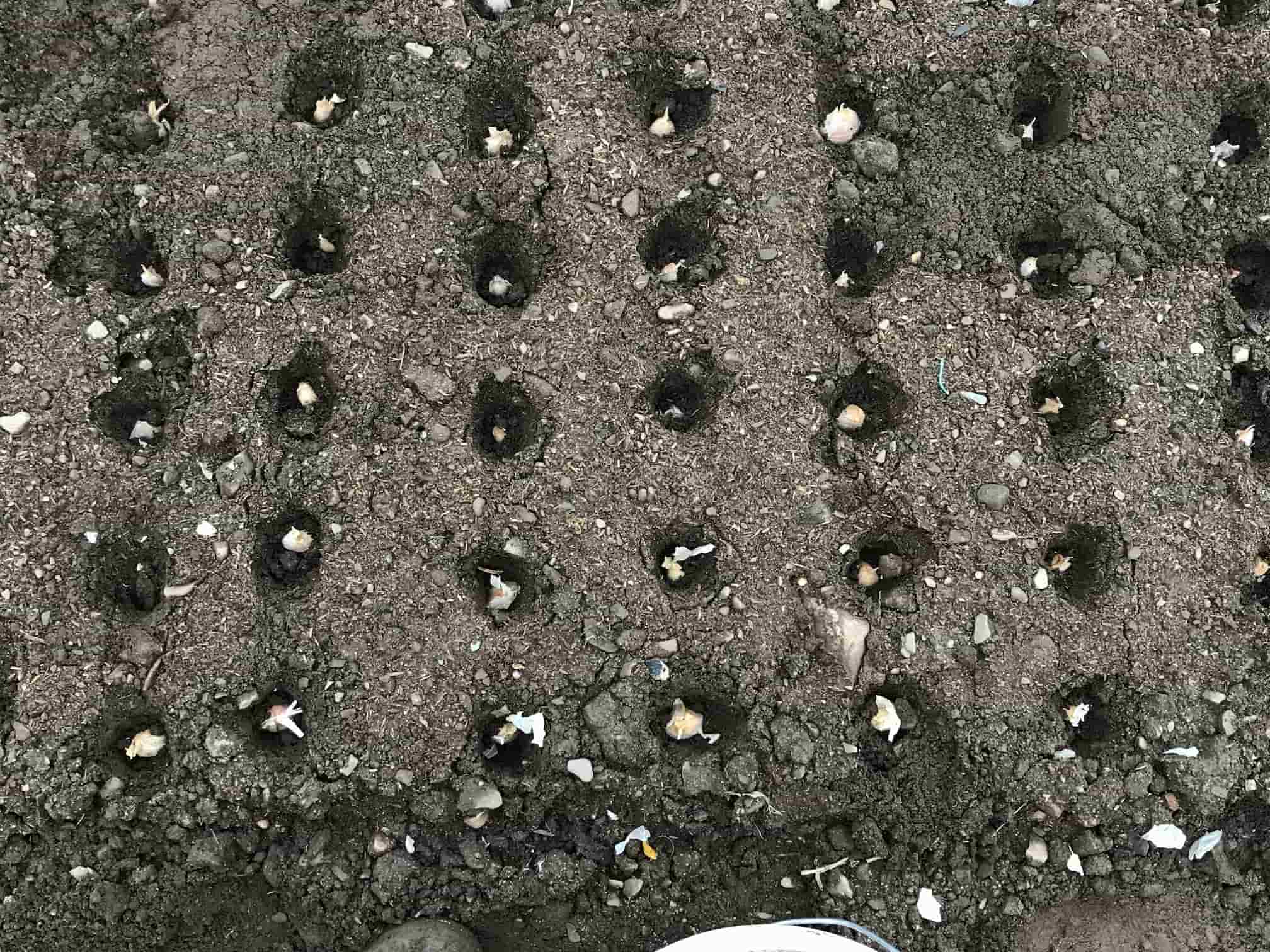 plantation-ail-trou-caieu