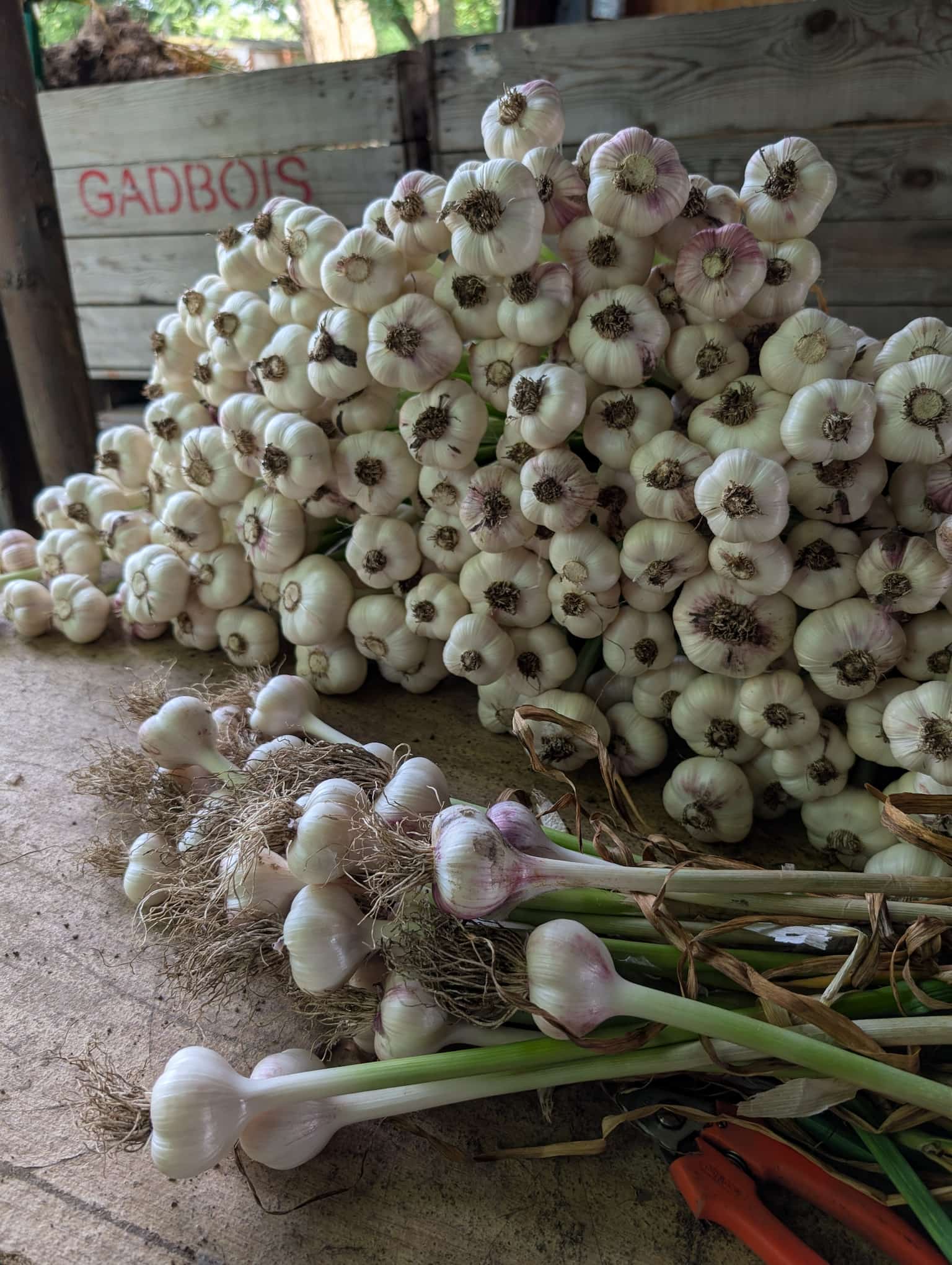 recolte-bouquet-ail-du-quebec-