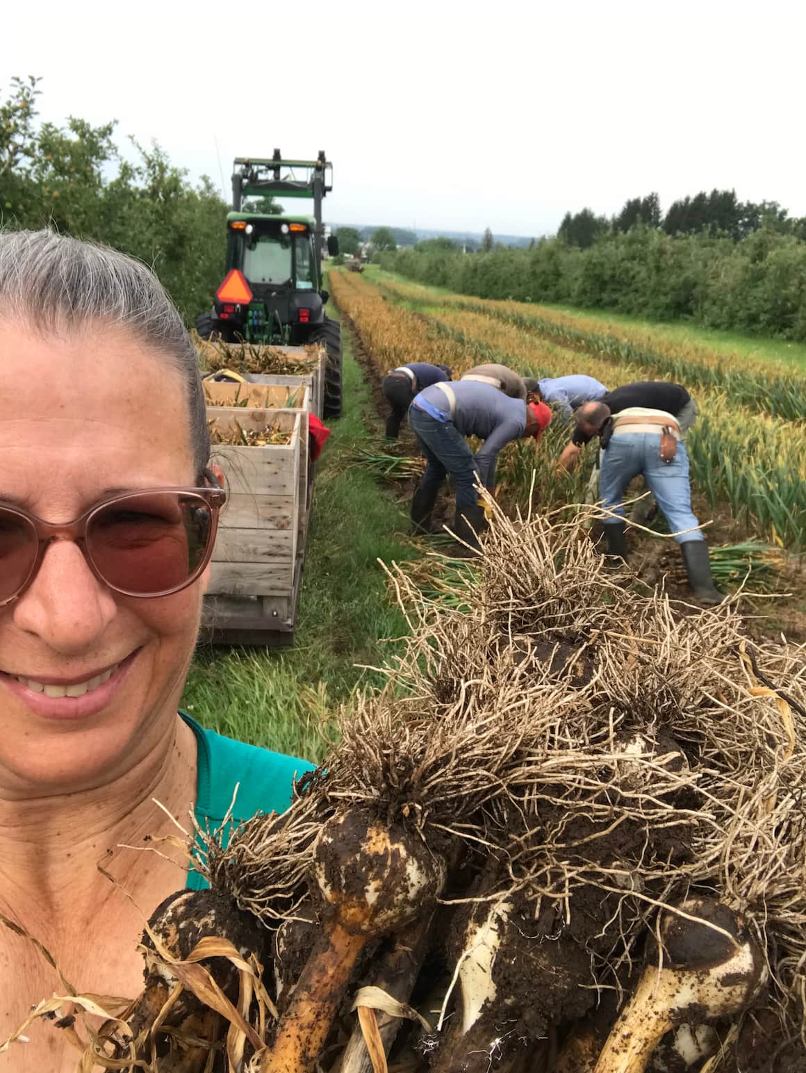 recolte-champ-bouquet-ail-du-quebec