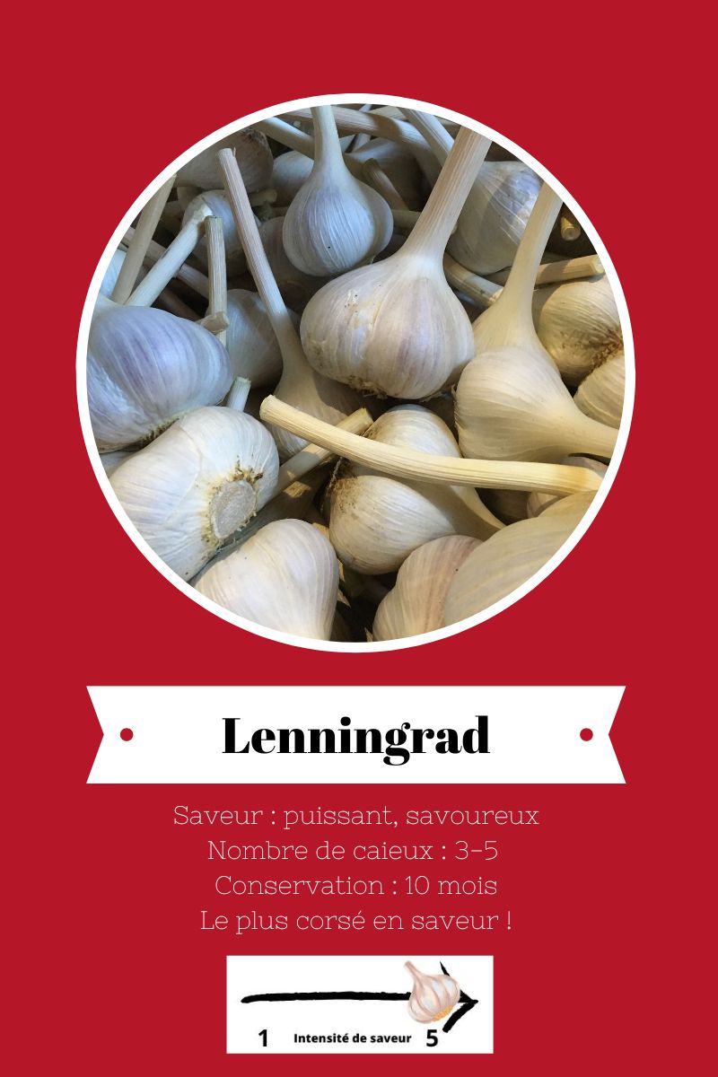 Ail du Quebec : variété Lenningrad